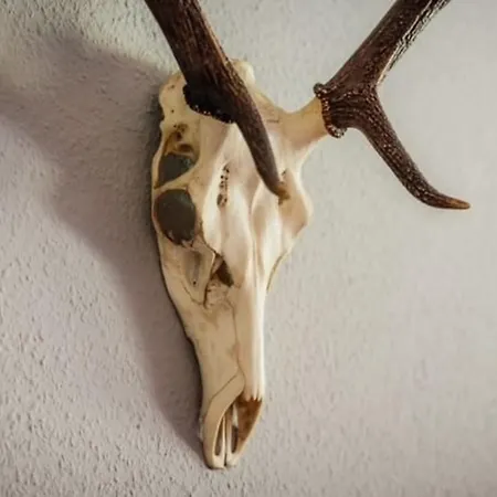 Harz Vital - Super Gemuetliche Διαμέρισμα *